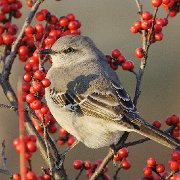 IQ2D0680 - Version 2  Northern Mockingbird on Winterberry Holly Bush - Notecard 5 : Arboretum, Berries, Birds, Mockingbird